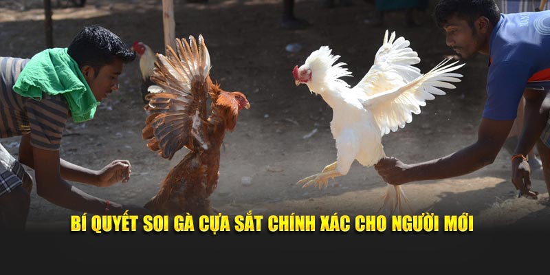 Bí quyết soi gà cựa sắt chính xác cho người mới