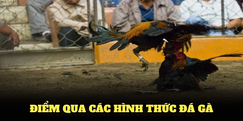 Điểm qua các hình thức đá gà phổ biến nhất